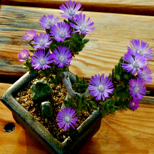 Trichodiadema marlothii