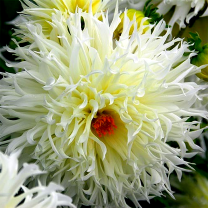 Tsuki-Yori-No-Shisha