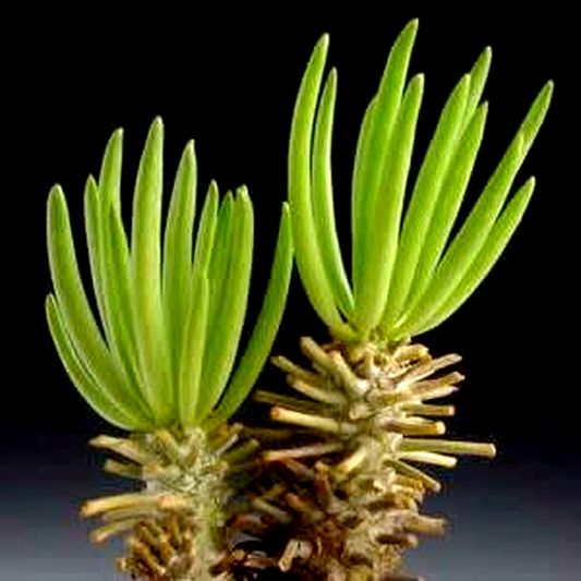 Tylecodon cacalioides
