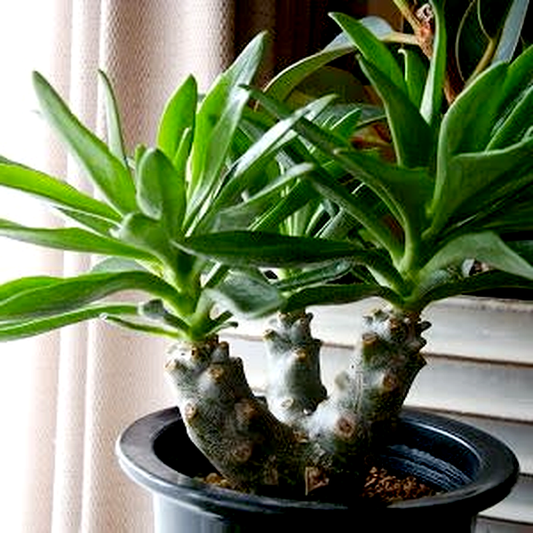 Tylecodon grandiflorus