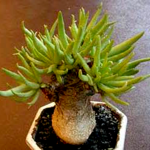 Tylecodon pearsonii