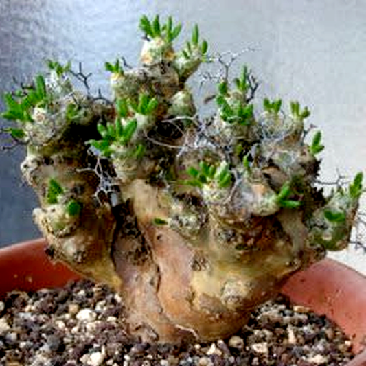 Tylecodon reticulatus