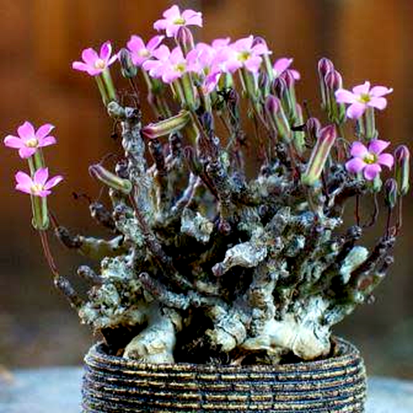 Tylecodon schaeferianus