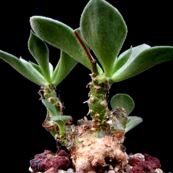 Tylecodon ventricosus