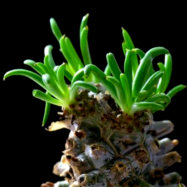 Tylecodon wallichii
