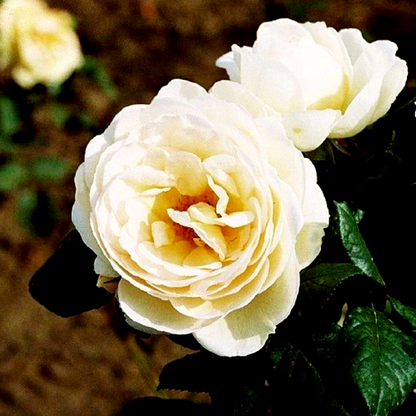 Uetersener Klosterrose