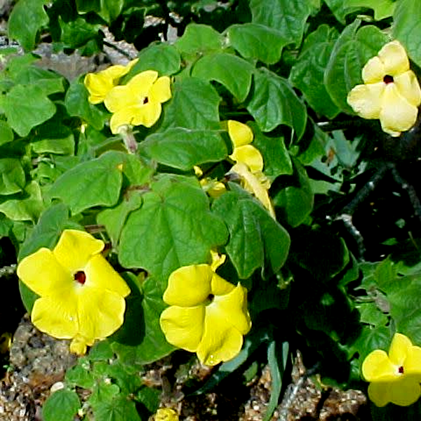 Uncarina grandidieri