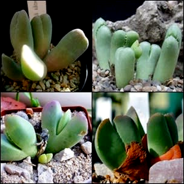 Vanheerdia Species Mixed