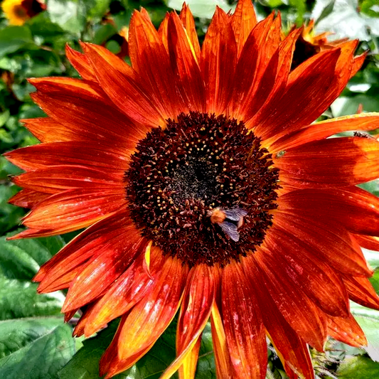 Velvet Queen Orange Sunflower Seeds