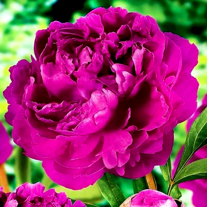 Victoire de la Marne