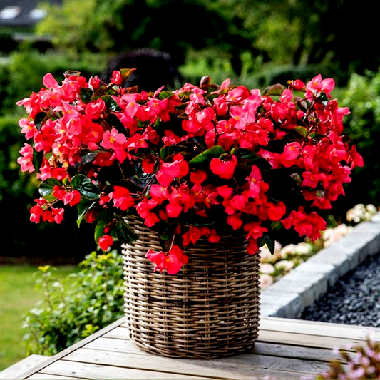 Viking™ Explorer Rose on Green Begonia Seeds