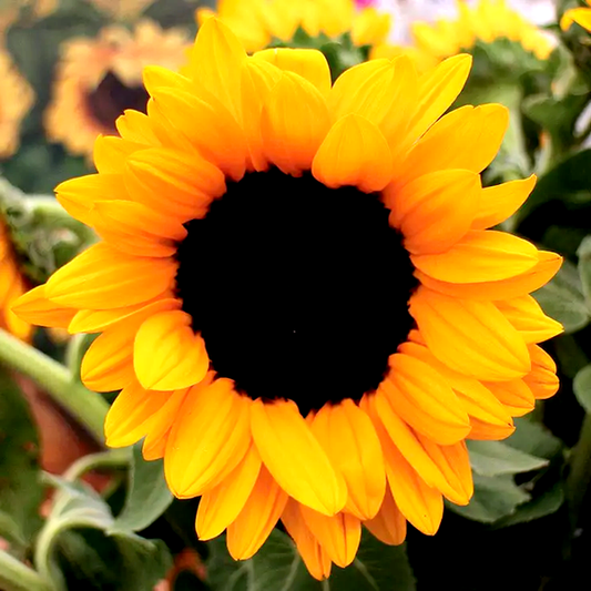 Vincent's® Choice Hybrid Sunflower Seeds