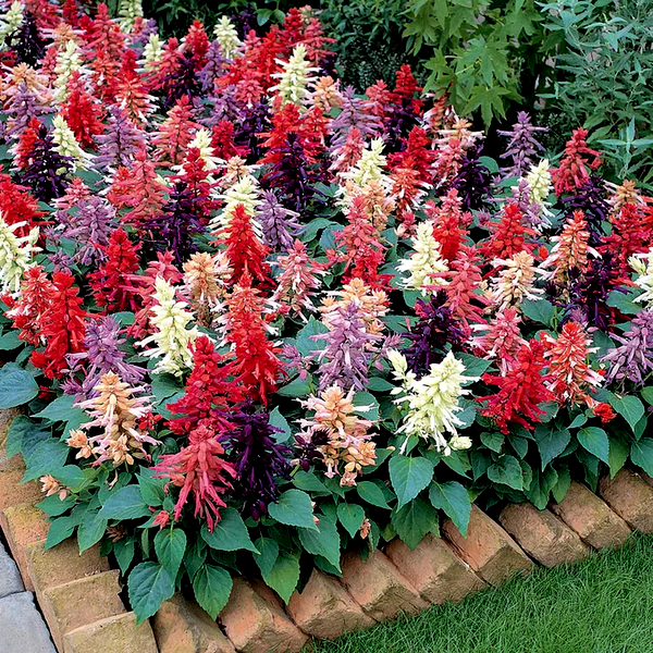 Vista™ Mix Salvia Seeds