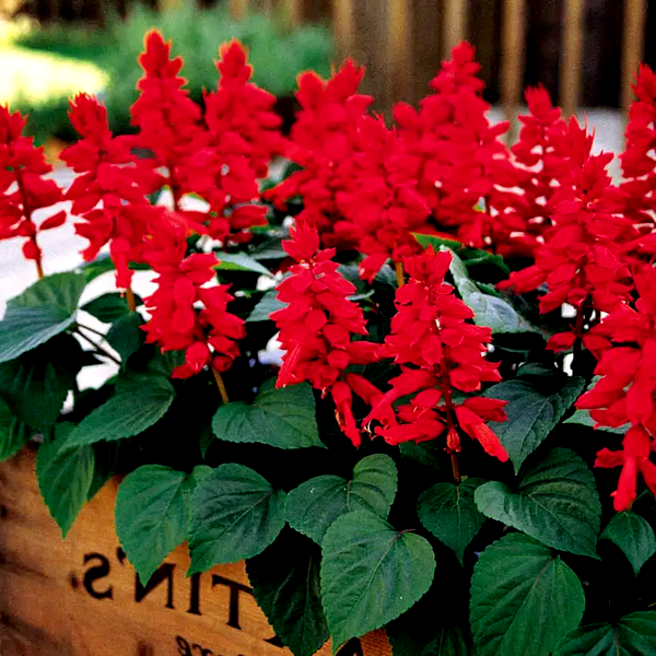 Vista™ Red Salvia Seeds