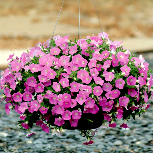 Wave® Pink Petunia Seeds