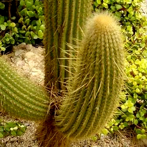 Weberbauerocereus johnsonii Long Thorn