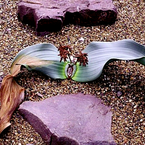 Welwitschia mirabilis