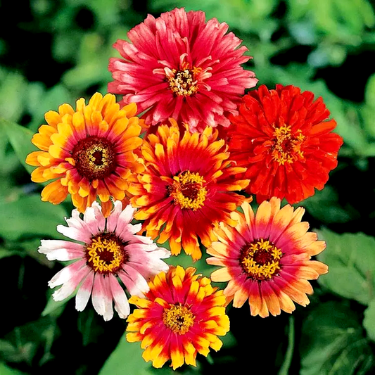Whirligig Hybrid Zinnia Seeds