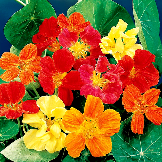 Whirlybird Mix Nasturtium Seeds