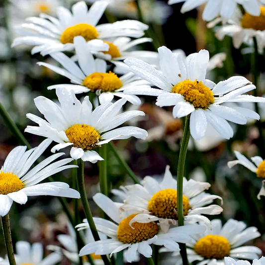 White Breeze' Shasta Daisy Seeds