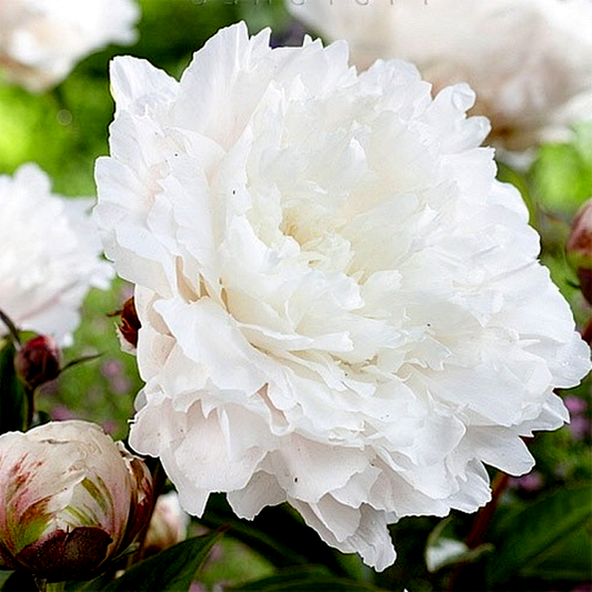 White Sarah Bernhard