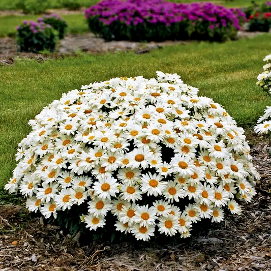 Whoops-a-Daisy Shasta Daisy
