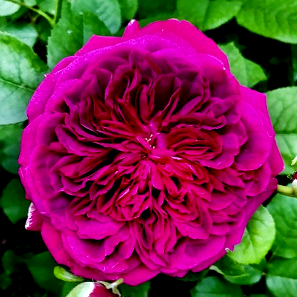 William Shakespeare 2000