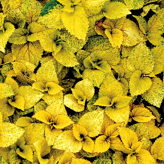 Wizard® Coral Sunrise Coleus Seeds