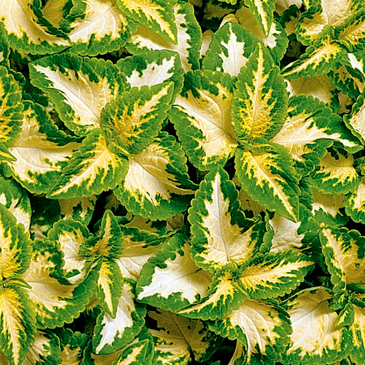 Wizard® Jade Coleus Seeds