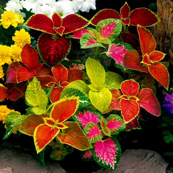 Wizard® Mix Coleus Seeds