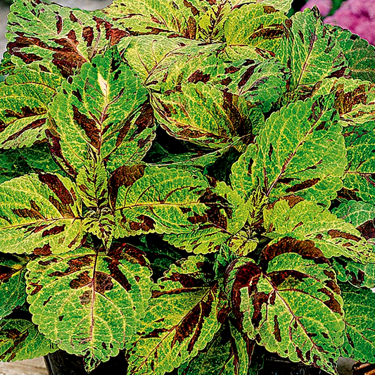 Wizard® Mosaic Coleus Seeds