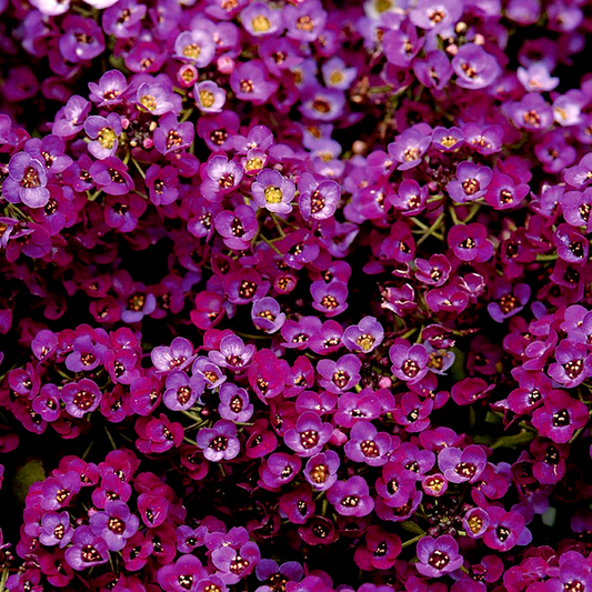Wonderland Deep Purple Sweet Alyssum Seeds