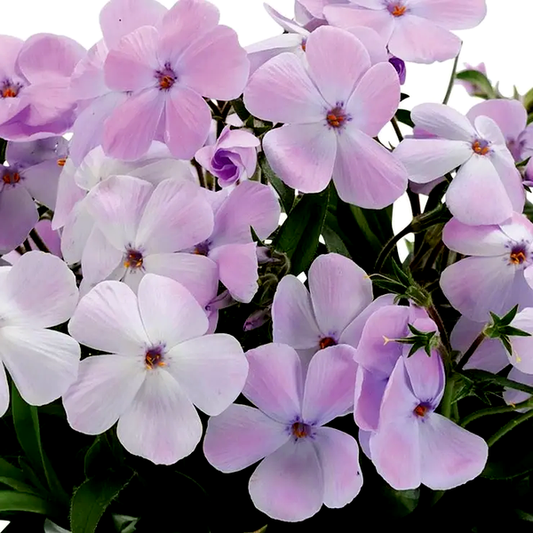 Woodlander Lilac' Woodland Phlox