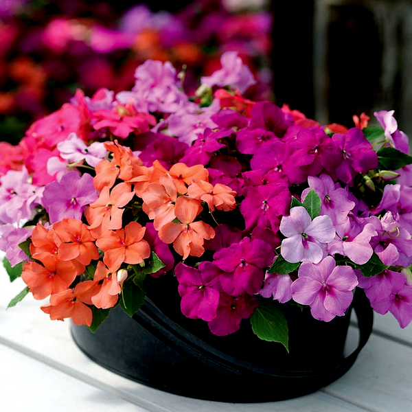 Xtreme™ Utopia Mix Impatiens Seeds