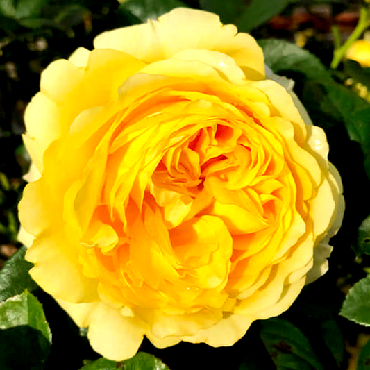 Yellow Flower Village