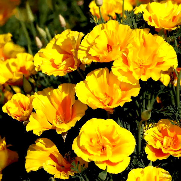 Yukon Gold' Poppy Seeds