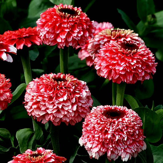 Zinderella Fizz' Zinnia Seeds