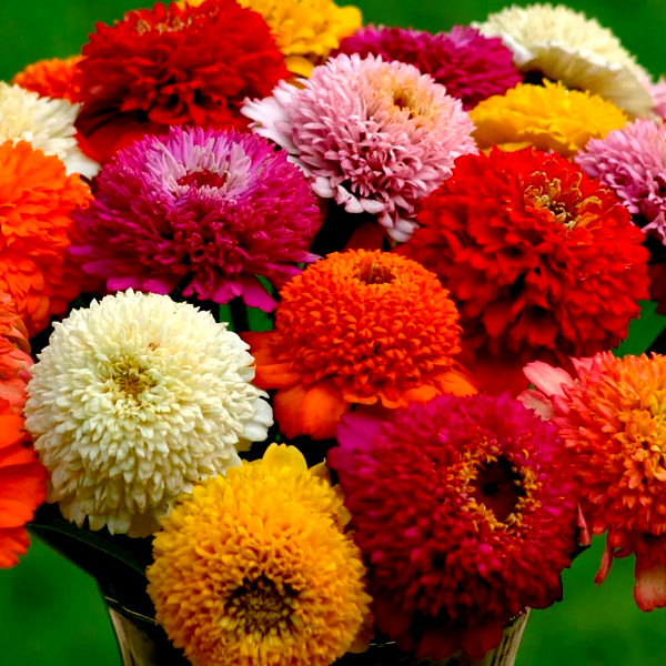 Zinderella Mix' Zinnia Seeds