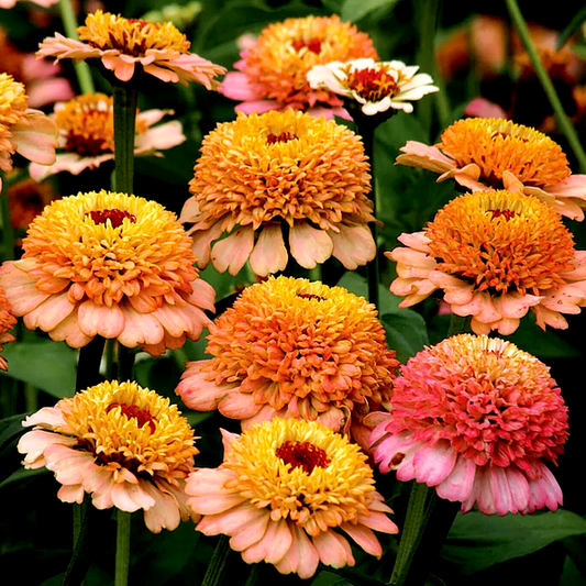 Zinderella Peach' Zinnia Seeds