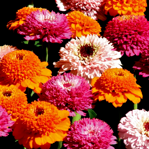 Zinderella Punch Zinnia Seeds