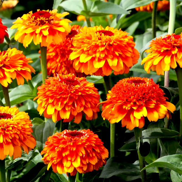Zinderella Zest Zinnia Seeds