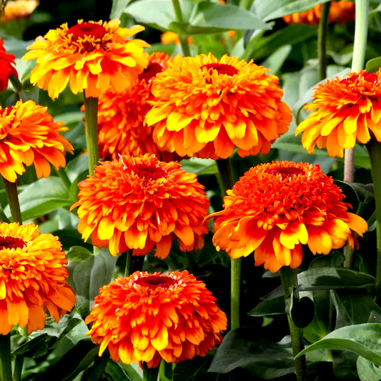 Zinderella Zest Zinnia Seeds