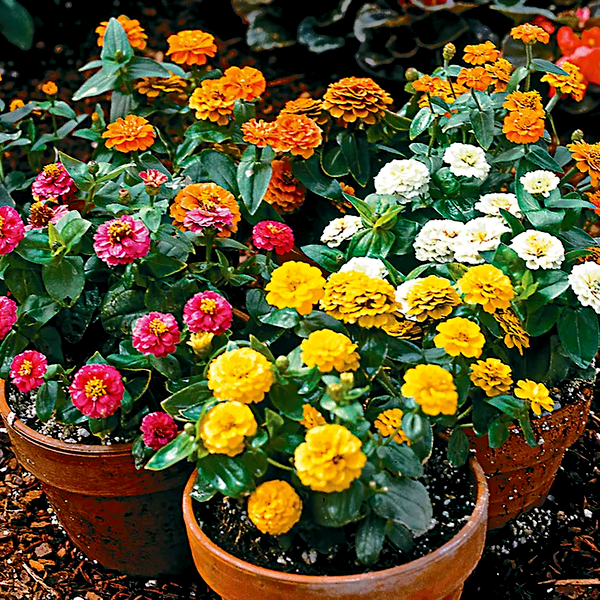 Zinnita Formula Mix Zinnia Seeds