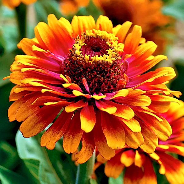 Zowie!™ Yellow Flame Zinnia Seeds