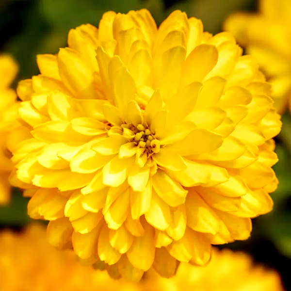 Zydeco™ Deep Yellow Zinnia Seeds