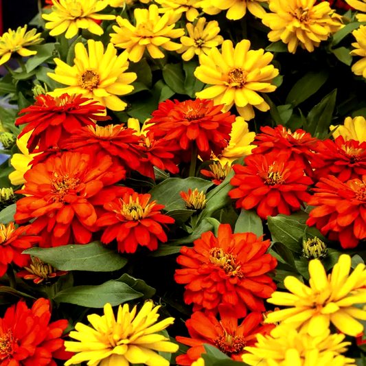 Zydeco™ Fire Zinnia Seeds