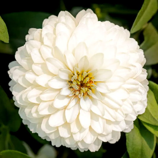 Zydeco™ White Zinnia Seeds