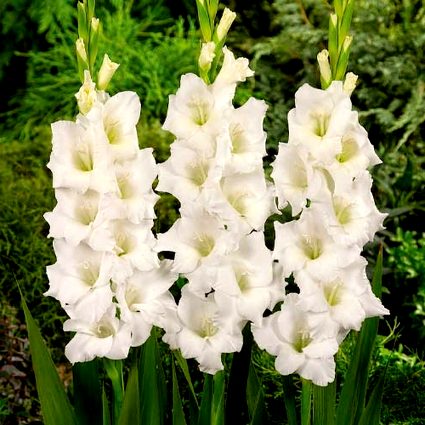 Аlexandra The Great