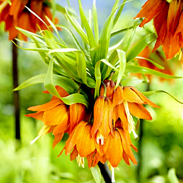 Іmperialis Prolifera