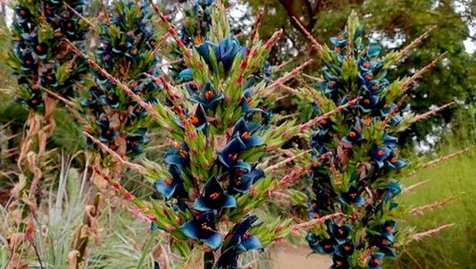 Puya alpestris - Sapphire Tower